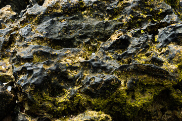 Texture and moss on a rock on the beach.