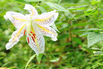 Beautiful Golden-rayed lily in a garden.