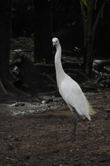heron