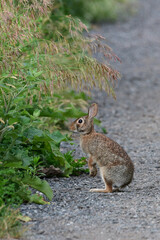 Eastern Cottontail bunny rabbit stands on its back legs eating the seeds of meadow grass along a gravel trail
