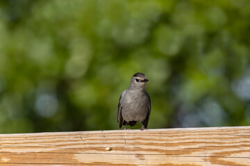 The gray catbird (Dumetella carolinensis)