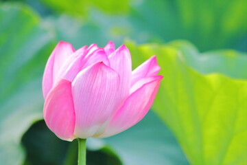 Obraz na płótnie Canvas Beautiful pink waterlily or lotus flower in pond.