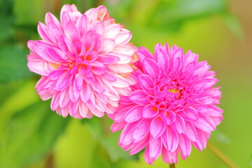 The beautiful pink Dahlia flowers.