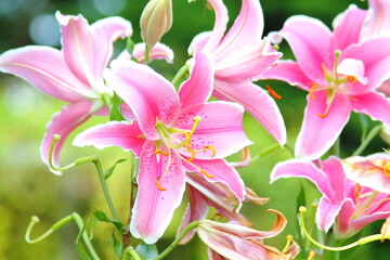 Lily 'Sorbonne' (lilium) a spring summer flowering bulbous plant with a pink springtime flower...