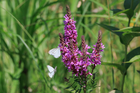 purple loosestrife flower and cabbage white butterfly