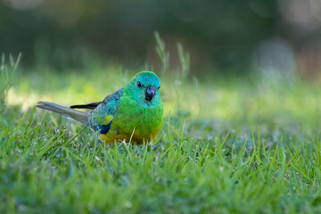 Male red-rumped parrot (Psephotus haematonotus) feeding in the grass, Sydney, Australia