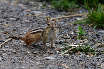 Cute curious Chipmunk on forest floor looking around