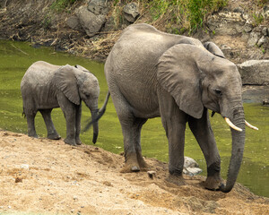 Elephants at water point in Krüger Park SA