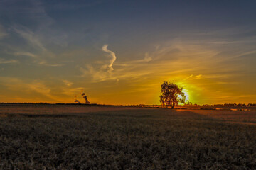 Fototapeta premium sunset in the field