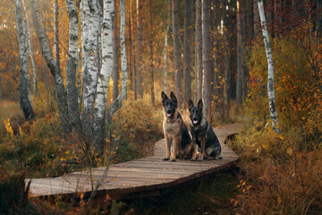 Naklejka premium two dogs sit together on a wooden path in the forest. Beautiful German and East European Shepherd Dogs in nature