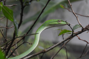 green tree python