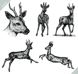 Vintage engrave isolated deer set illustration ink sketch. Wild roe deer background vector art © Turaev