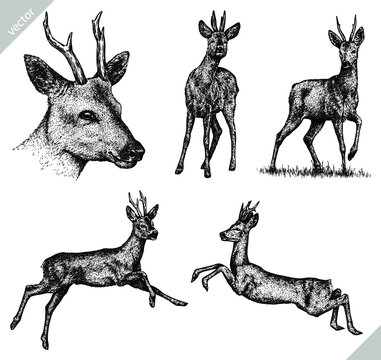 Vintage engrave isolated deer set illustration ink sketch. Wild roe deer background vector art