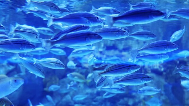 Group of fishes swimming in the Istanbul Aquarium in Turkey. Fish in the water. Diving. Colorful tropical fishes in oceanarium. Marine life.