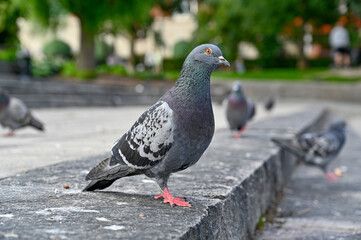 Dove standing looking curiously after food on stairs