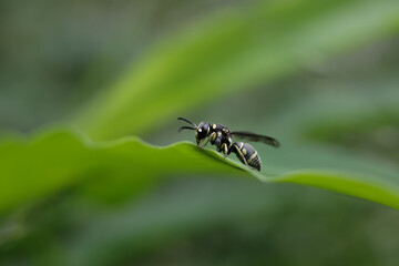 black and white butterfly