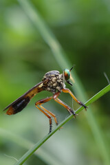 macro of a fly