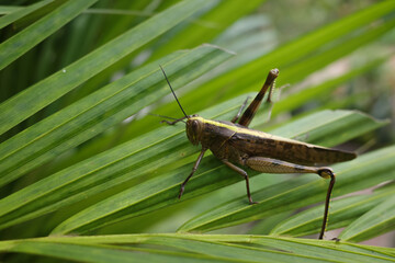 grasshopper on the grass