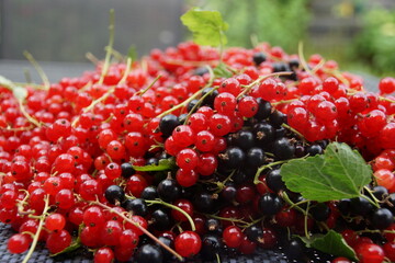Johannisbeeren rot und schwarz Ernte