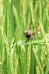 bee on the grass