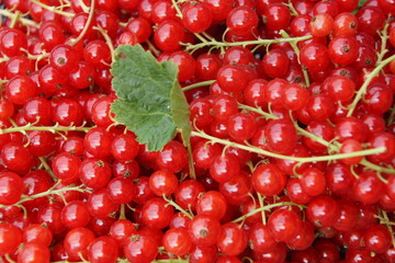 Johannisbeeren rot Rispen mit Blatt