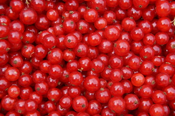 Johannisbeeren rot groß