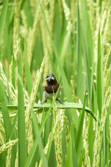 frog on the grass