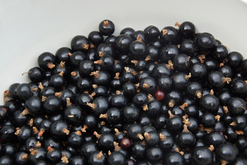 Johannisbeeren schwarz in Schüssel