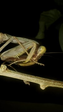 VERTICAL VIDEO: Close-up of large green praying mantis cleaning its hind legs. Extreme close up of mantis insect