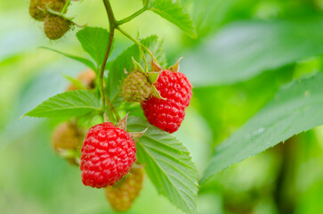 Red raspberry in garden. Branch of ripe raspberries, closeup. Red raspberries and green leaves, close up.