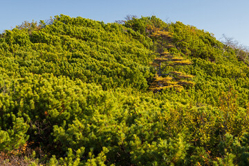 Thickets of Siberian dwarf pine and larch on the top of the mountain. Autumn landscape. Nature of the Magadan region and Siberia. Far East of Russia.