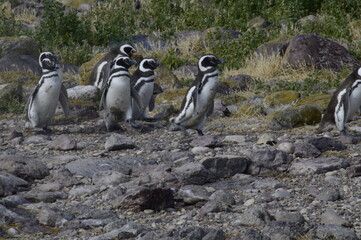 pequeño grupo de pinguinos de magallanes en busca de alimento