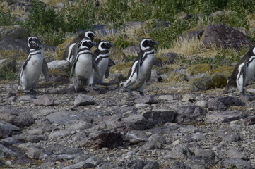 Fototapeta premium pequeño grupo de pinguinos de magallanes en busca de alimento