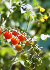 Cherry tomato production in green house