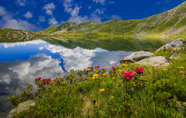 View of Bombasel lake with wild flowers in the Cermis alps, Italian dolomites