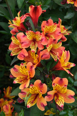 Alstromeria, red and yellow flowers