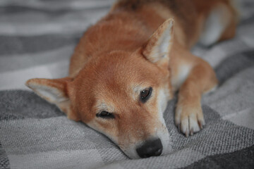 Japanese cute shiba inu dog sleeps on the bed. Beautiful red dog