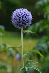 Echinops ritro, flower of a blue thistle