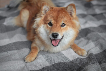 Portrait of japanese fluffy shiba inu dog. Cheerful and smiling dog lies on the bed and calls to play