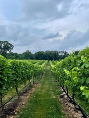 Fototapeta na wymiar grape vines in the vineyard