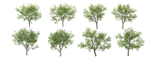 A tree with fruit on a white background.