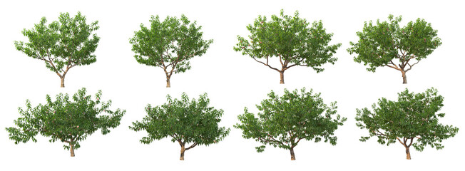 Fototapeta premium A tree with fruit on a white background.