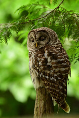 Barred owl resting in forest with eyes closed