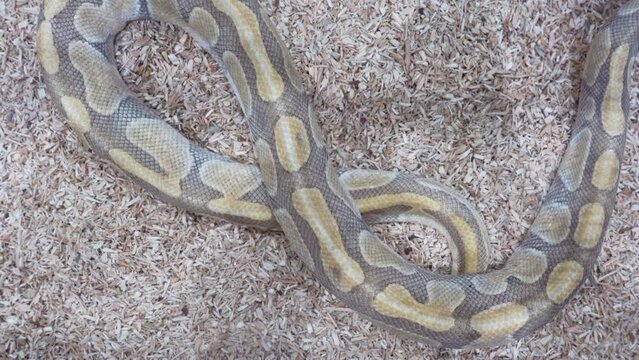 Ball python was slithering in the glass cabinet waiting to be sold. It's a popular pet in Thailand.