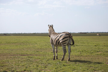 Naklejka premium Zebras in Askania-nova National Park, Kherson region, Ukraine