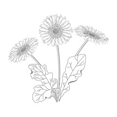 Vector Gerbera floral botanical flower. Black and white engraved ink art.
