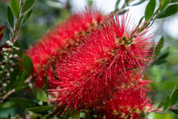 ブラシノキ ブラシの木 ブラシの木の花