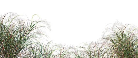 Foreground Grass on a white background