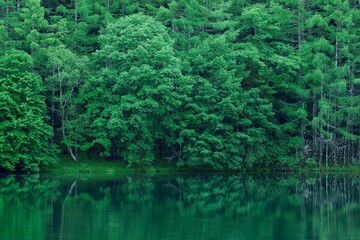 新緑の湖畔の風景　長野県御射鹿池　7月
