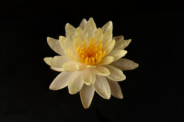 Close up of blooming waterlily or lotus flower isolated on black background.